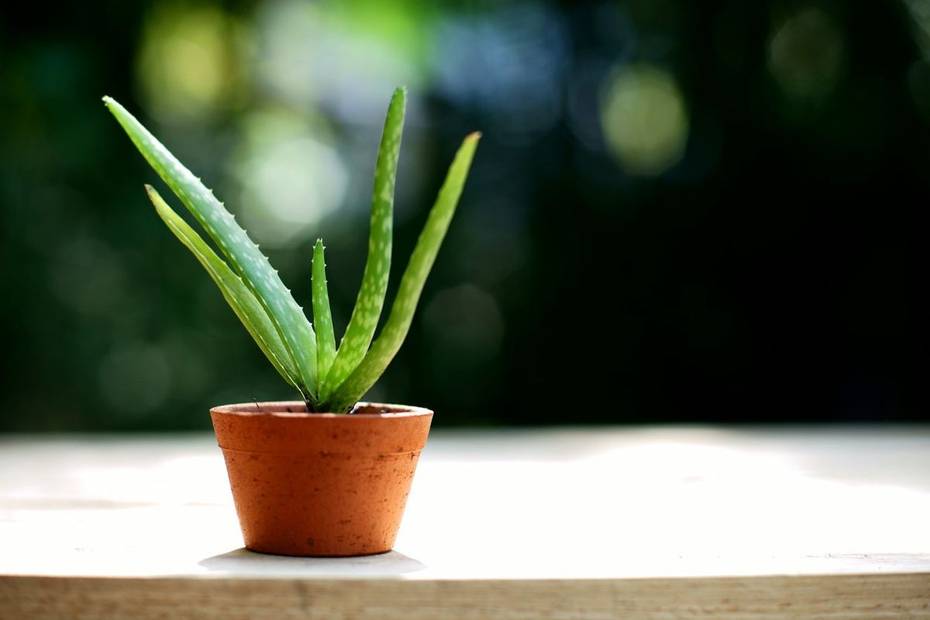 Cómo Recolectar Y Cuidar Las Semillas De Aloe Vera Guía De Propagación Completa Vivero Laguna 4461